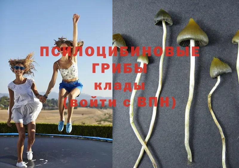 Галлюциногенные грибы Psilocybine cubensis  Каспийск 